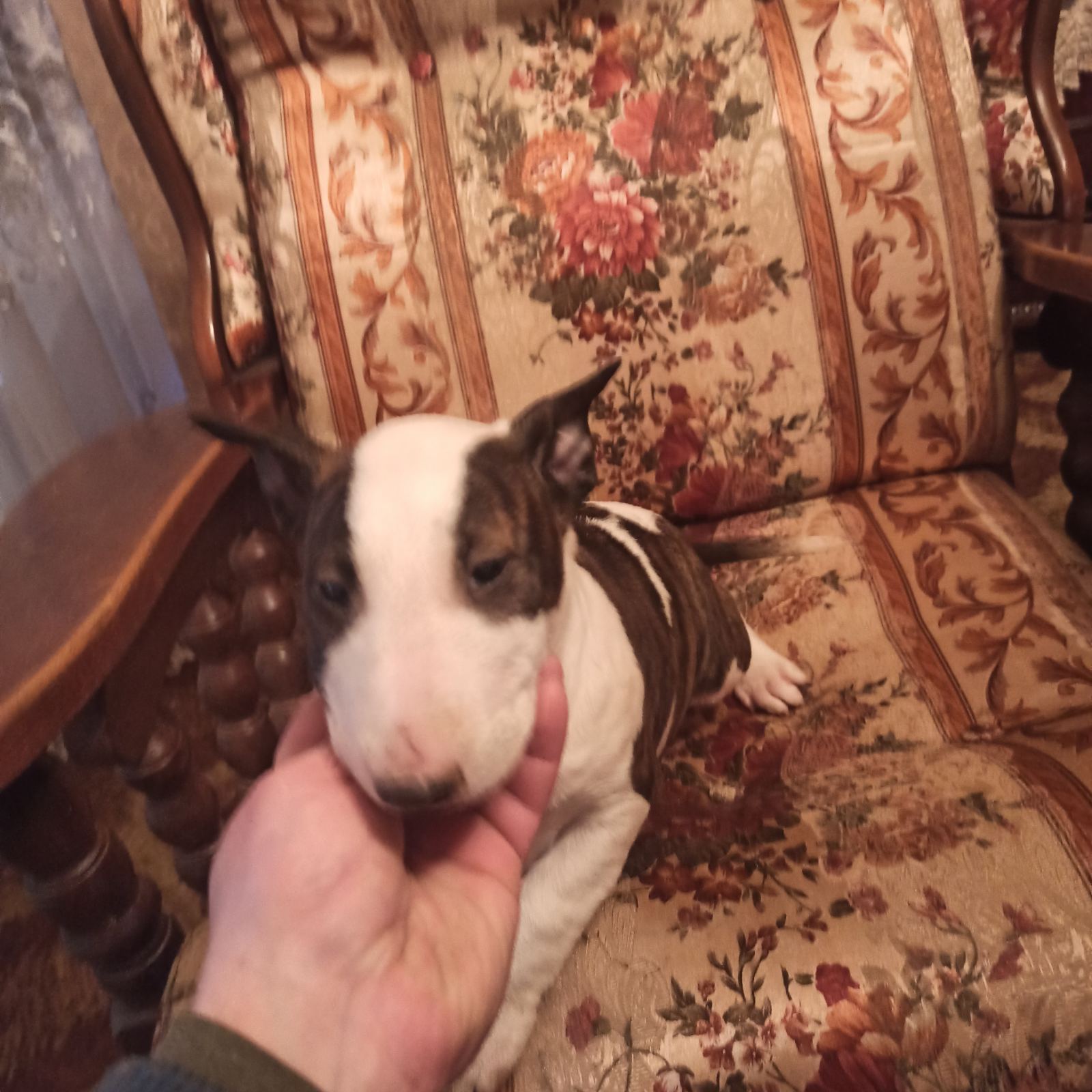 Bul terijer stenci na prodaju