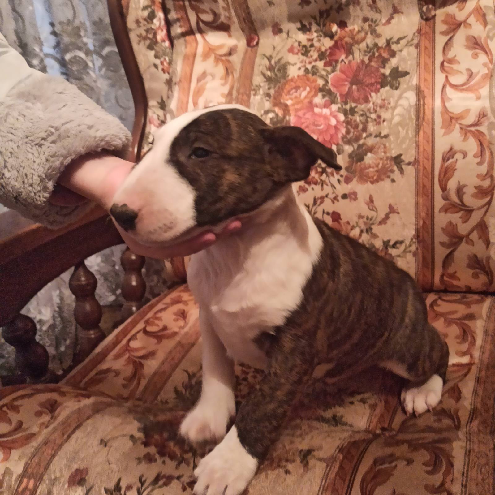 Bul terijer stenci na prodaju