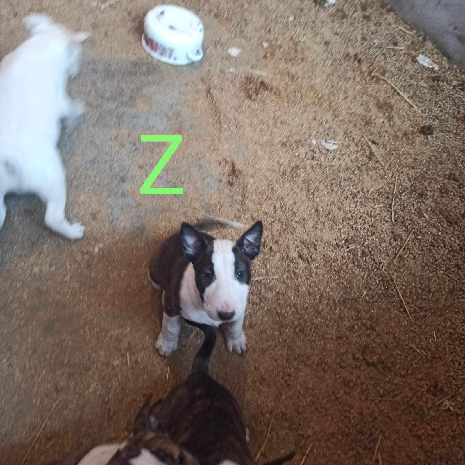 Bul terijer stenci na prodaju