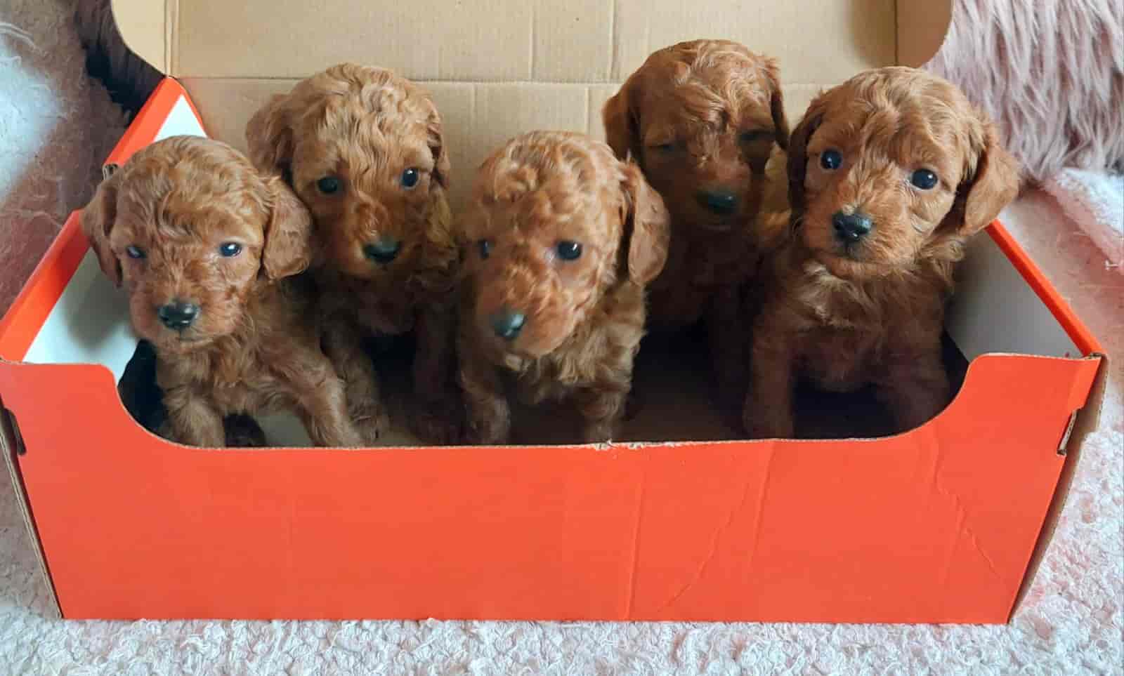 Na prodaju crvene Toy Pudle