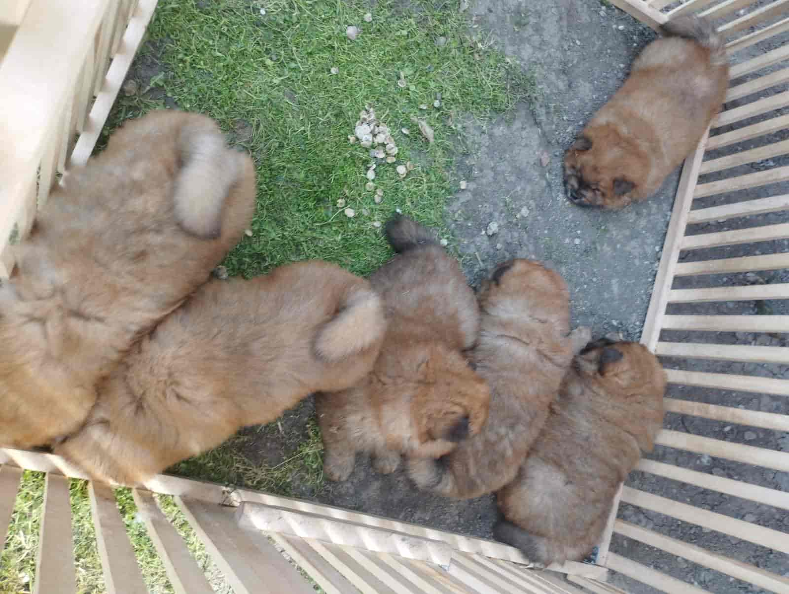 Na prodaju stenci cau cau