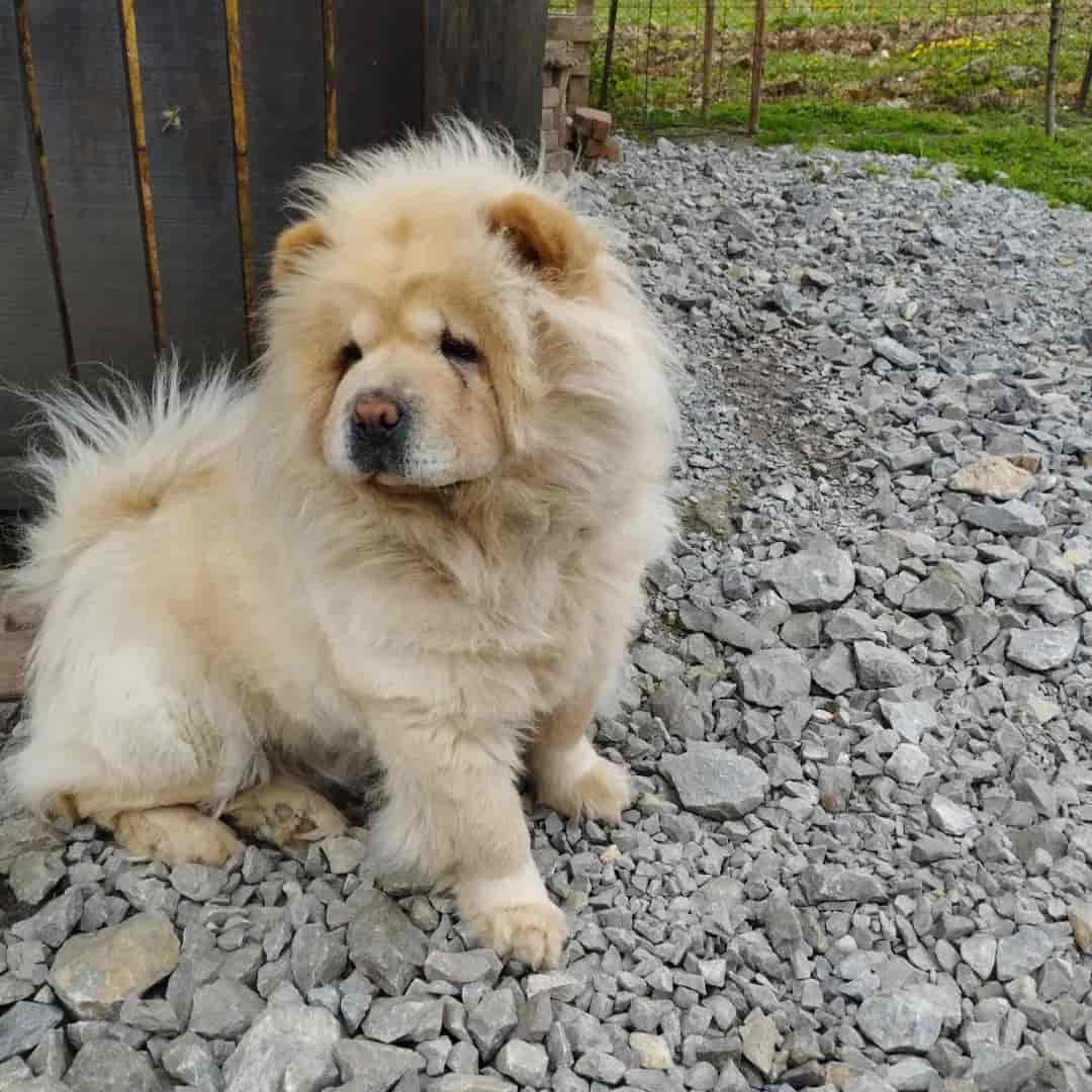 Na prodaju stenci cau cau