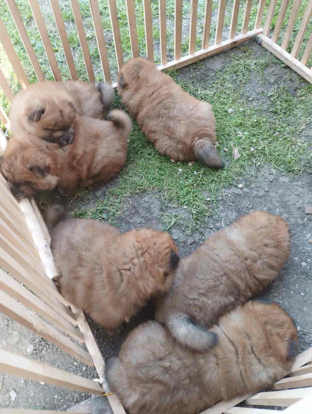 Na prodaju stenci cau cau