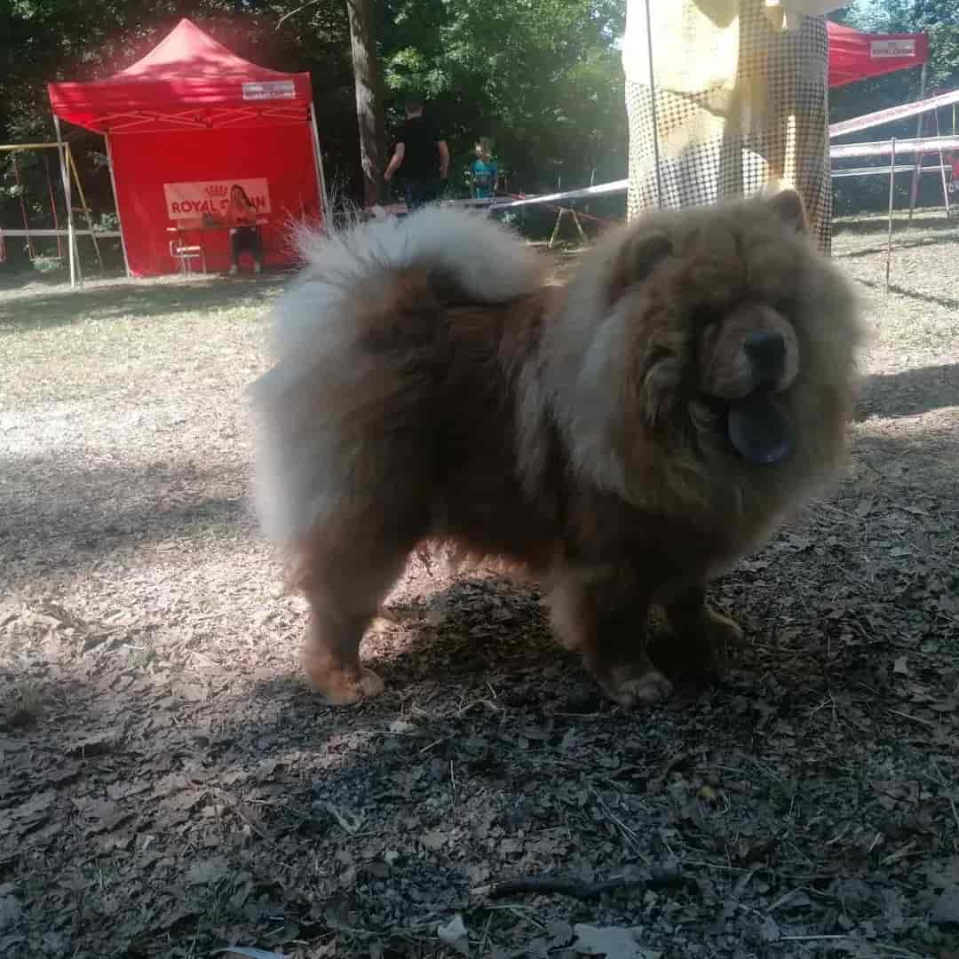 Na prodaju stenci cau cau