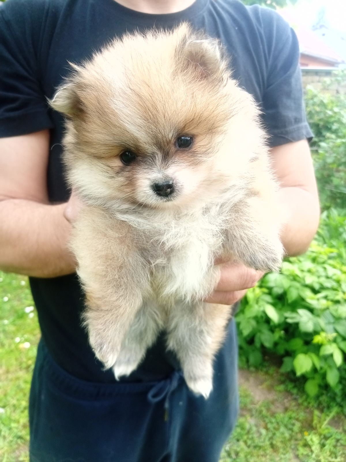 Pomeranac