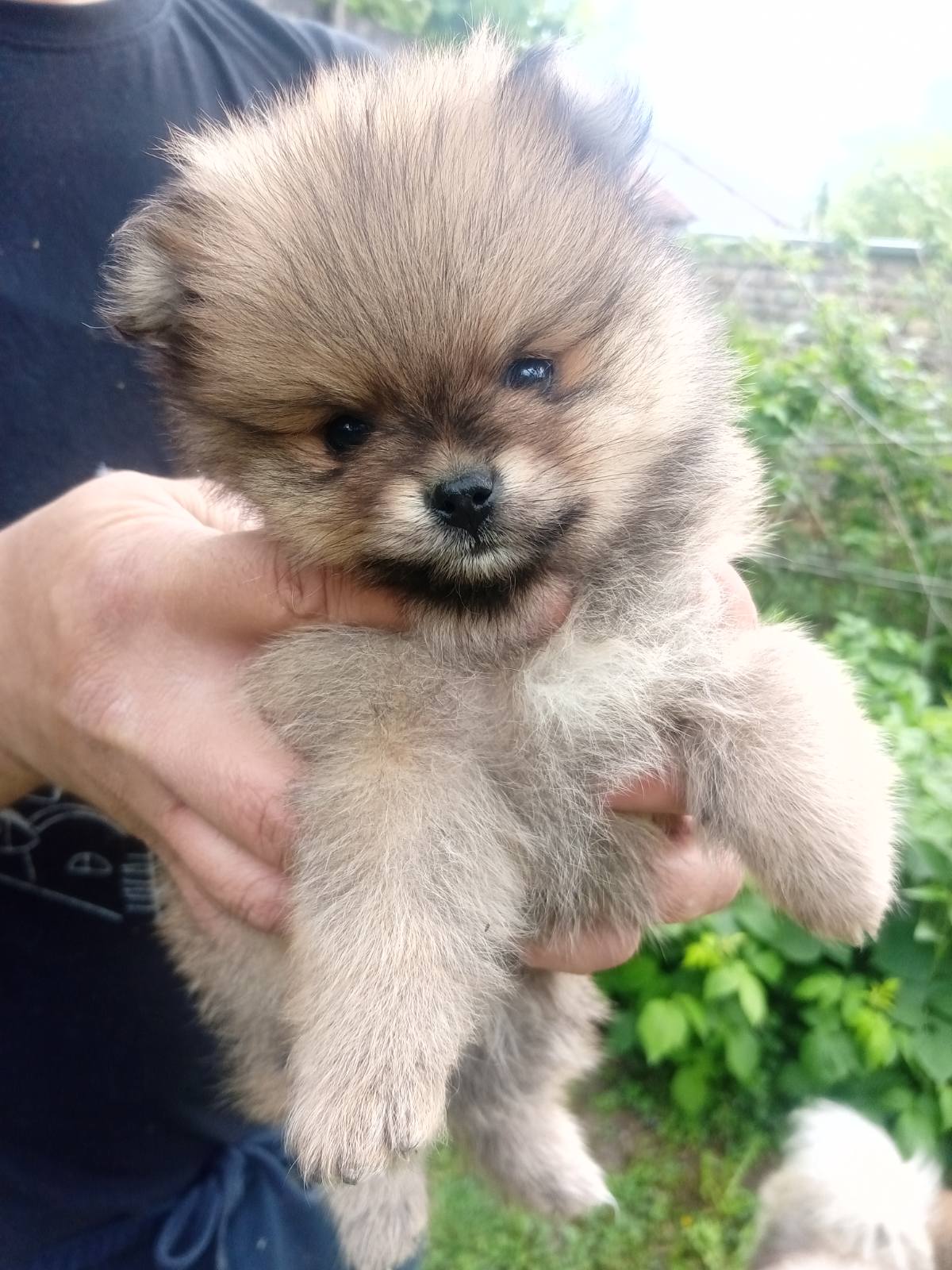 Pomeranac