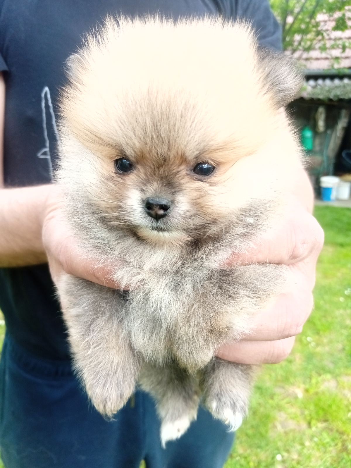 Pomeranac