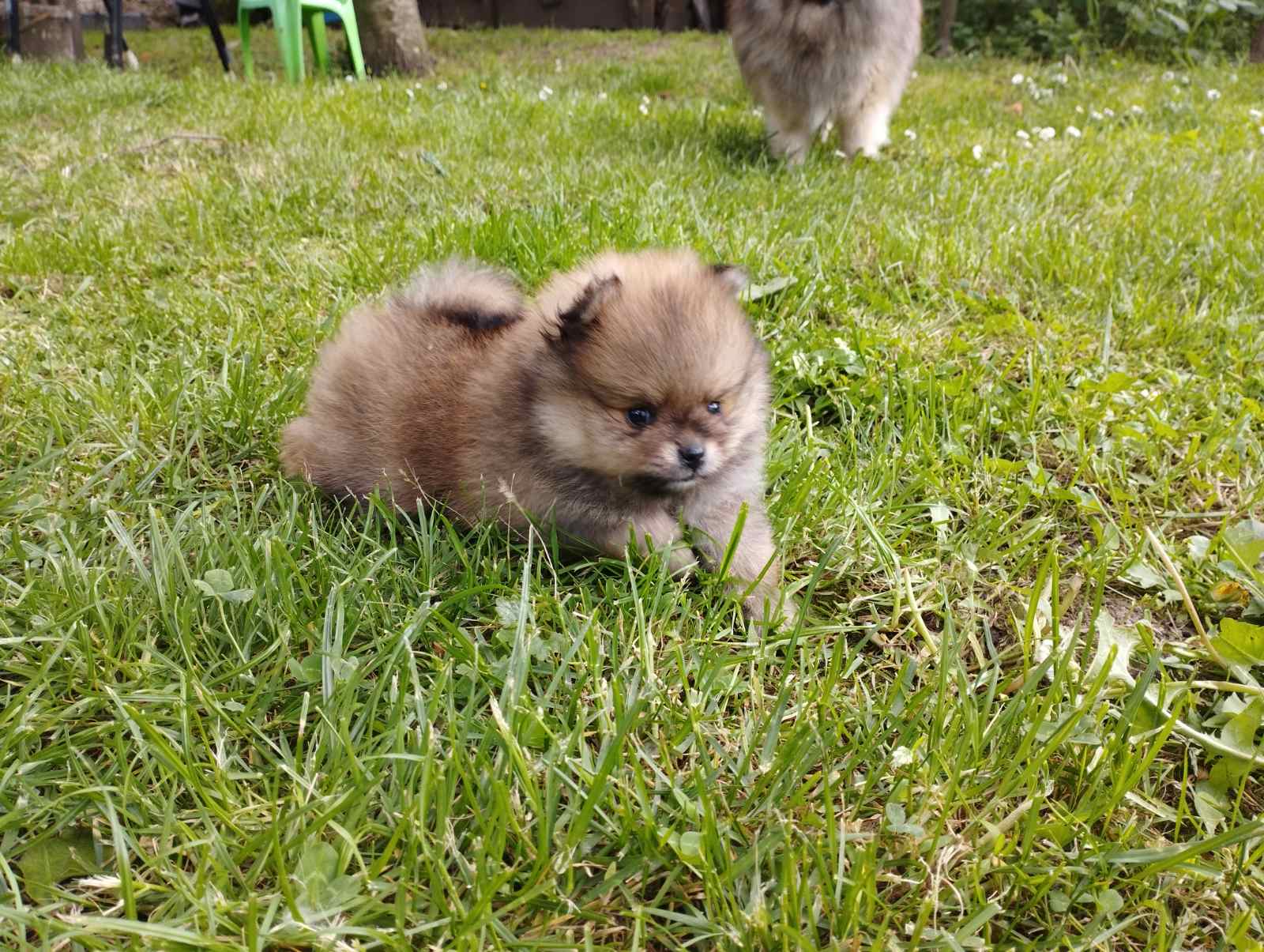 Pomeranac