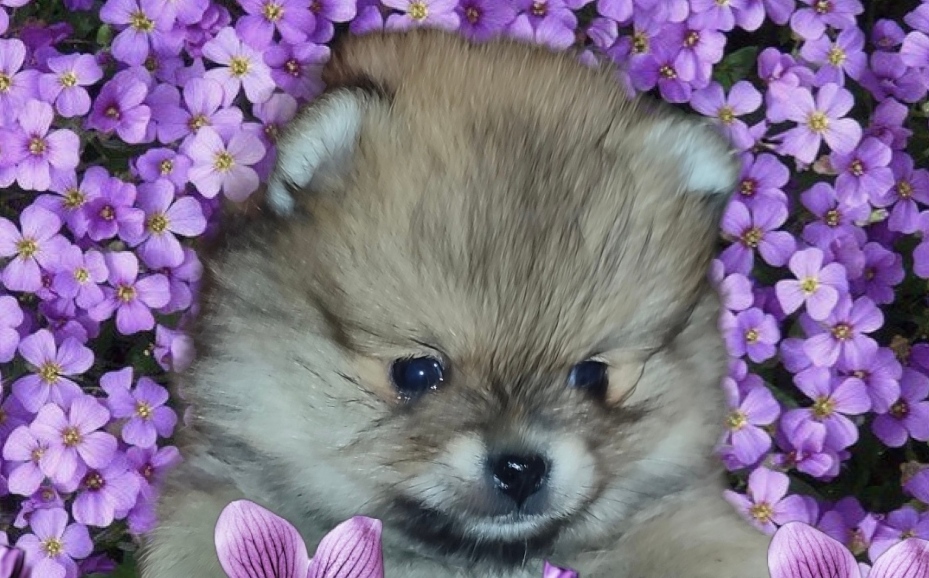 Pomeranac