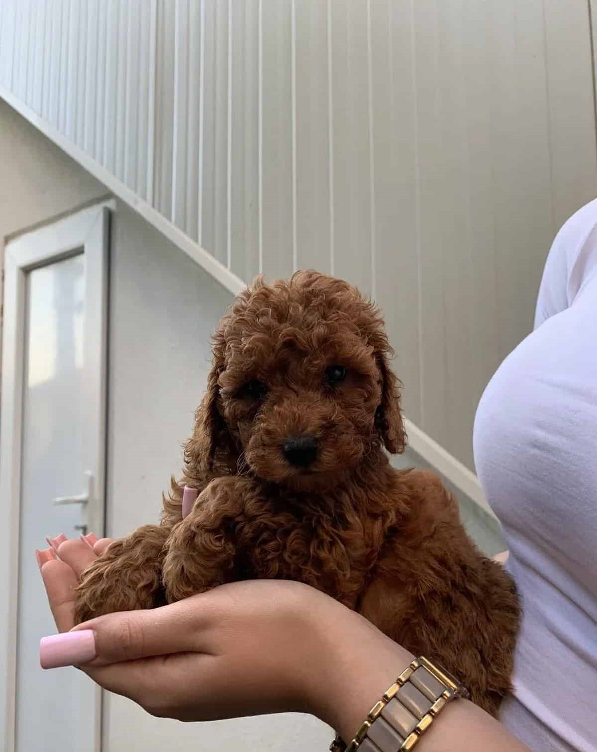 Stenci rezervacija crvena toj – patuljasta pudla