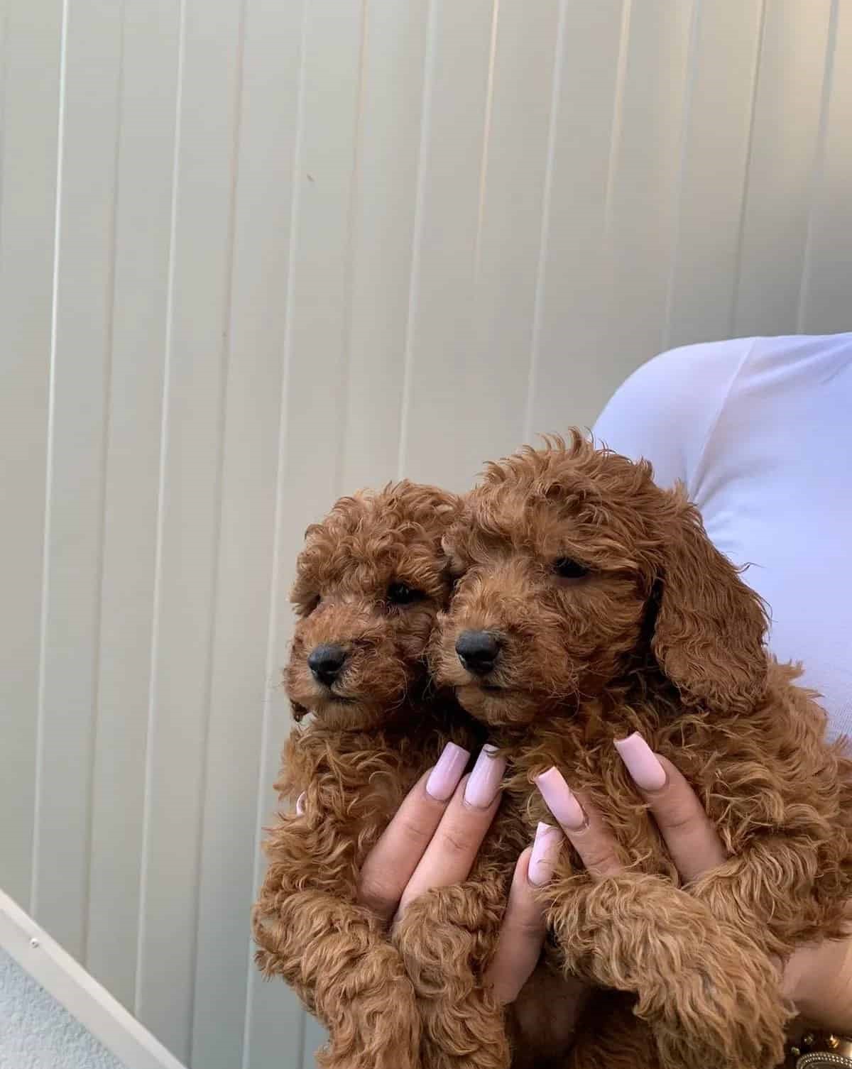 Stenci rezervacija crvena toj – patuljasta pudla