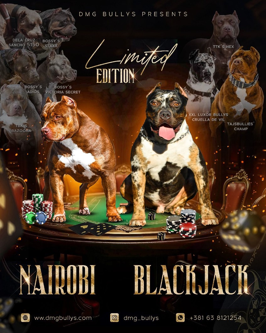 Američki Buli American Bully štenci