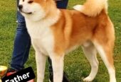 Akita Inu