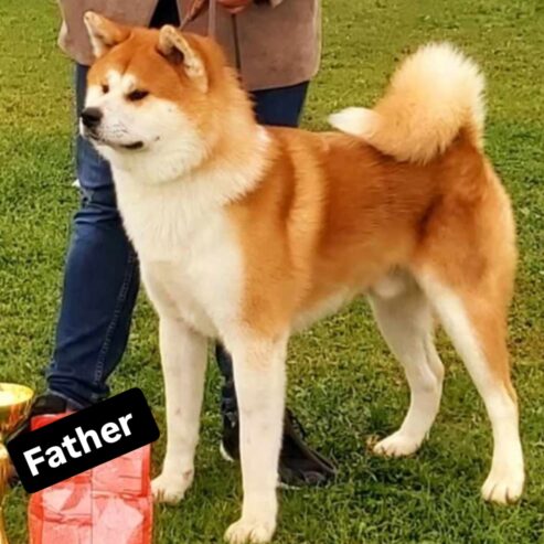 Akita Inu