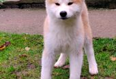 Akita Inu