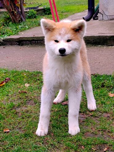 Akita Inu