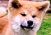 Akita Inu