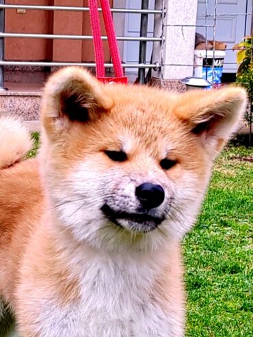 Akita Inu