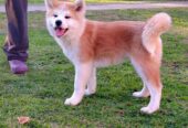 Akita Inu