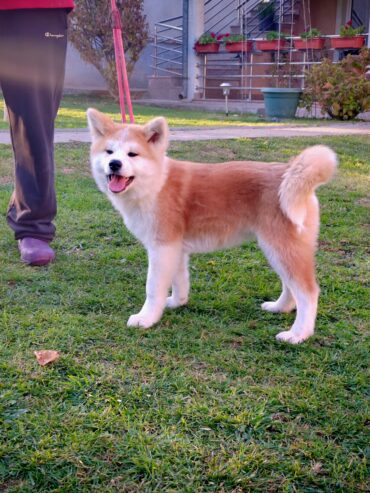 Akita Inu