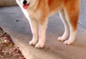 Akita Inu