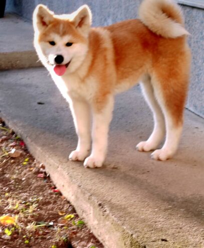 Akita Inu