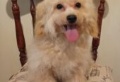 MALTIPOO
