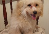 MALTIPOO