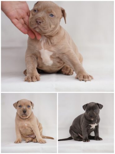 Exotic pit bull stenci na prodaju