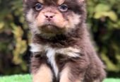 Francuski buldog hipoalergene dlake