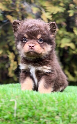 Francuski buldog hipoalergene dlake