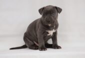 Exotic pit bull stenci na prodaju