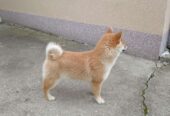 Šampionsko leglo Shiba inu