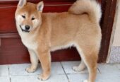 Šampionsko leglo Shiba inu