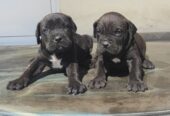 Cane Corso