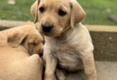 Na prodaju štenci labrador retrivera–vakcinisani i spremni za novi dom!