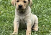 Na prodaju štenci labrador retrivera–vakcinisani i spremni za novi dom!