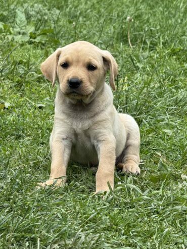 Na prodaju štenci labrador retrivera–vakcinisani i spremni za novi dom!