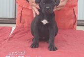 Cane Corso