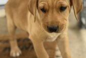 Na prodaju štenci labrador retrivera–vakcinisani i spremni za novi dom!