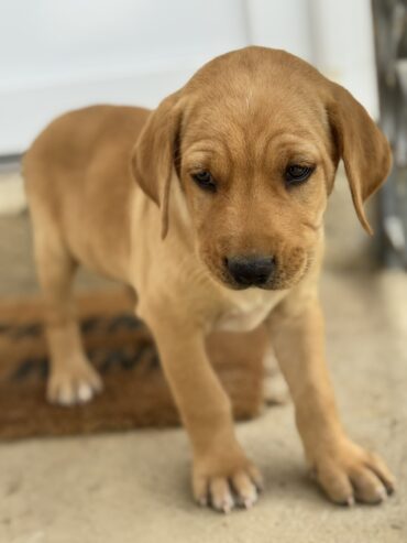 Na prodaju štenci labrador retrivera–vakcinisani i spremni za novi dom!
