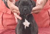 Cane Corso