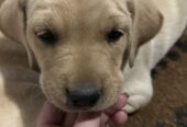 Na prodaju štenci labrador retrivera–vakcinisani i spremni za novi dom!