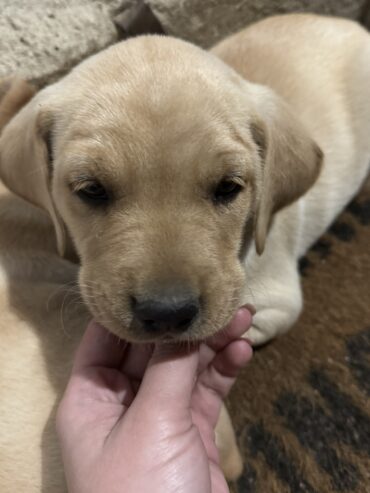 Na prodaju štenci labrador retrivera–vakcinisani i spremni za novi dom!