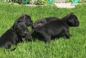 Cane Corso