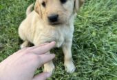Na prodaju štenci labrador retrivera–vakcinisani i spremni za novi dom!