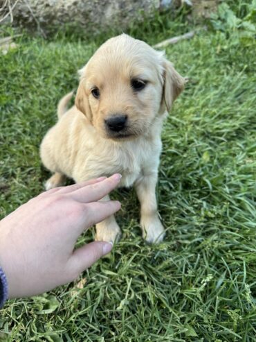 Na prodaju štenci labrador retrivera–vakcinisani i spremni za novi dom!