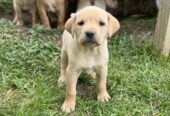 Na prodaju štenci labrador retrivera–vakcinisani i spremni za novi dom!