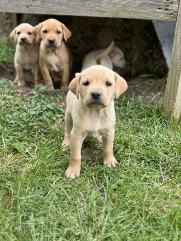 Na prodaju štenci labrador retrivera–vakcinisani i spremni za novi dom!