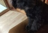 Maltipoo štene